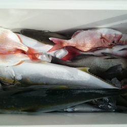 大進丸(新潟) 釣果