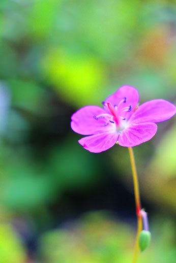 小菅トラウトガーデン 釣果