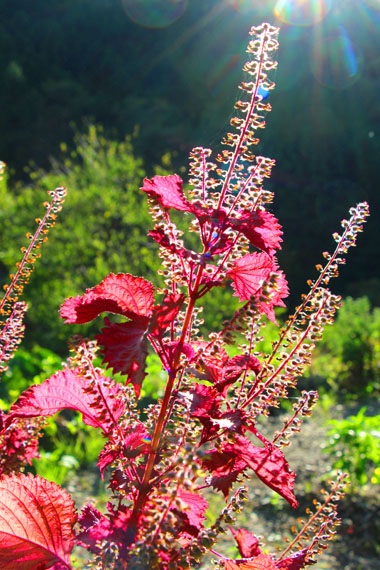 小菅トラウトガーデン 釣果