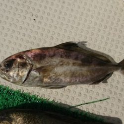 尚人丸 釣果