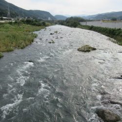 狩野川(狩野川漁業協同組合) 釣果