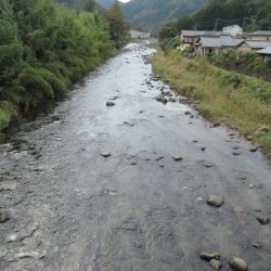 狩野川(狩野川漁業協同組合) 釣果