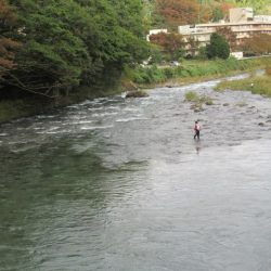 狩野川(狩野川漁業協同組合) 釣果