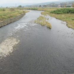 狩野川(狩野川漁業協同組合) 釣果
