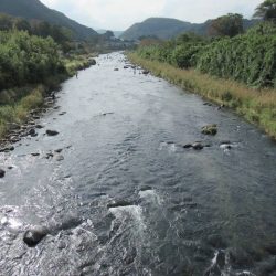 狩野川(狩野川漁業協同組合) 釣果
