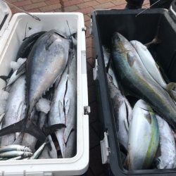 幸風（さちかぜ） 釣果