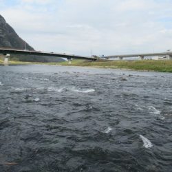 狩野川(狩野川漁業協同組合) 釣果