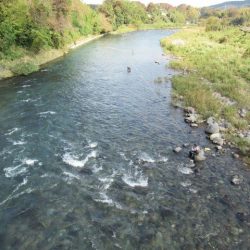 狩野川(狩野川漁業協同組合) 釣果