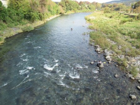 狩野川(狩野川漁業協同組合) 釣果