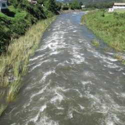 狩野川(狩野川漁業協同組合) 釣果
