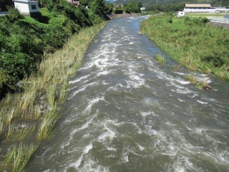 狩野川(狩野川漁業協同組合) 釣果