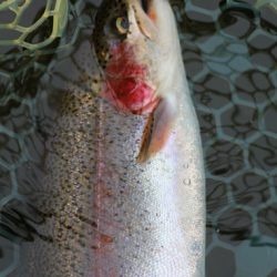 小菅トラウトガーデン 釣果