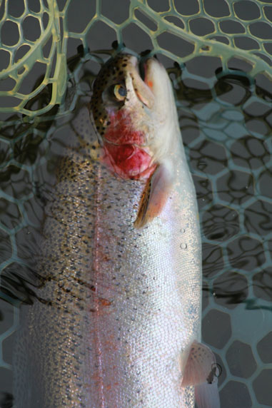 小菅トラウトガーデン 釣果