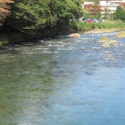 狩野川(狩野川漁業協同組合) 釣果