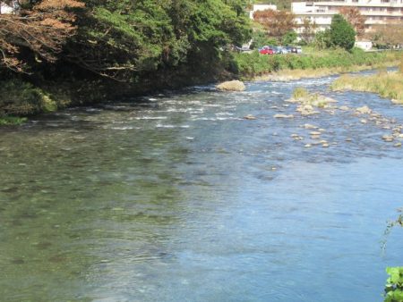 狩野川(狩野川漁業協同組合) 釣果