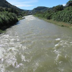 狩野川(狩野川漁業協同組合) 釣果