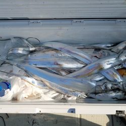 遊漁船 ニライカナイ 釣果