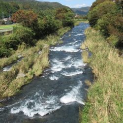 狩野川(狩野川漁業協同組合) 釣果