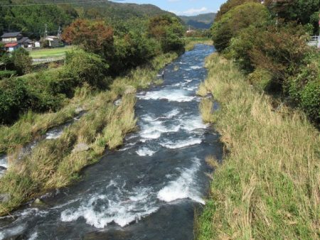 狩野川(狩野川漁業協同組合) 釣果