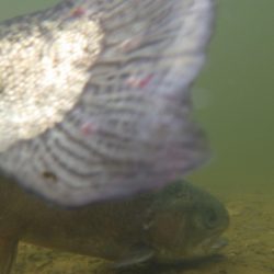 フィッシングレイクたかみや 釣果