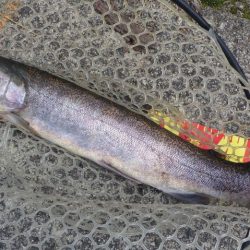 フィッシングレイクたかみや 釣果