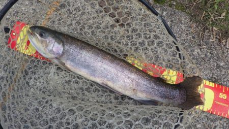 フィッシングレイクたかみや 釣果