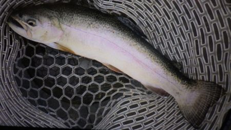 フィッシングレイクたかみや 釣果