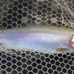 フィッシングレイクたかみや 釣果