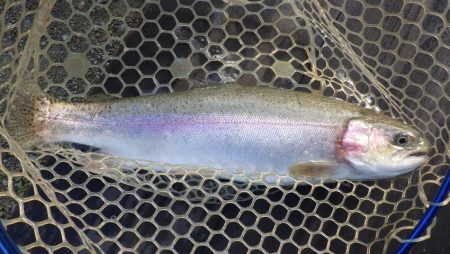 フィッシングレイクたかみや 釣果