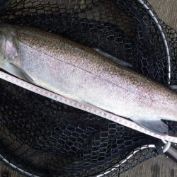 フィッシングレイクたかみや 釣果