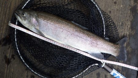 フィッシングレイクたかみや 釣果