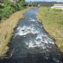 狩野川(狩野川漁業協同組合) 釣果