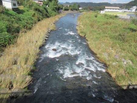 狩野川(狩野川漁業協同組合) 釣果