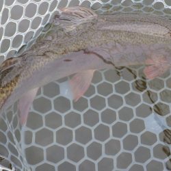 フィッシングレイクたかみや 釣果