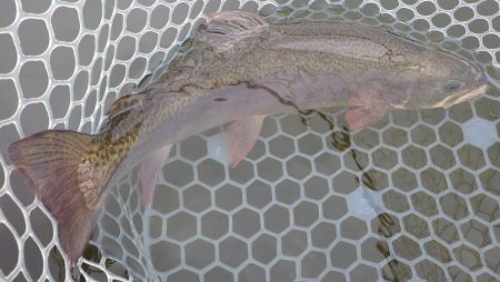 フィッシングレイクたかみや 釣果