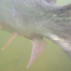 フィッシングレイクたかみや 釣果