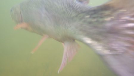 フィッシングレイクたかみや 釣果