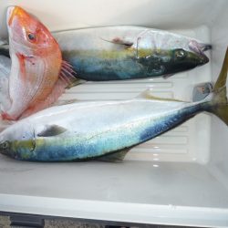 浅間丸 釣果