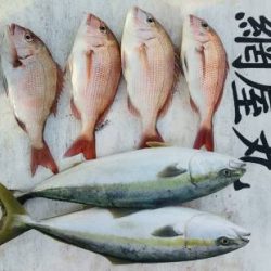 網屋丸 釣果