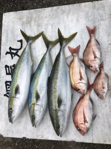 網屋丸 釣果