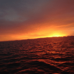 遊漁船ブルーウッズ 釣果