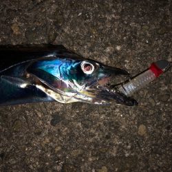 明石ワインド13