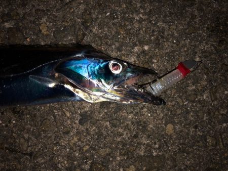 明石ワインド13