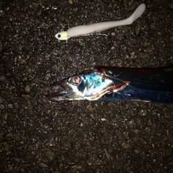 明石ワインド14