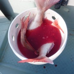 遊漁船ブルーウッズ 釣果