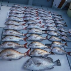 遊漁船 幸友丸 釣果