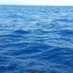 第五慶門丸 釣果