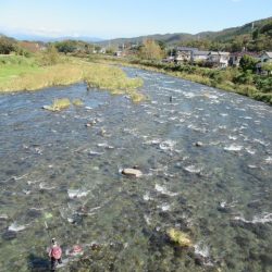 狩野川(狩野川漁業協同組合) 釣果