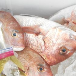 こうゆう丸 釣果