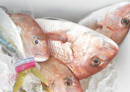 こうゆう丸 釣果